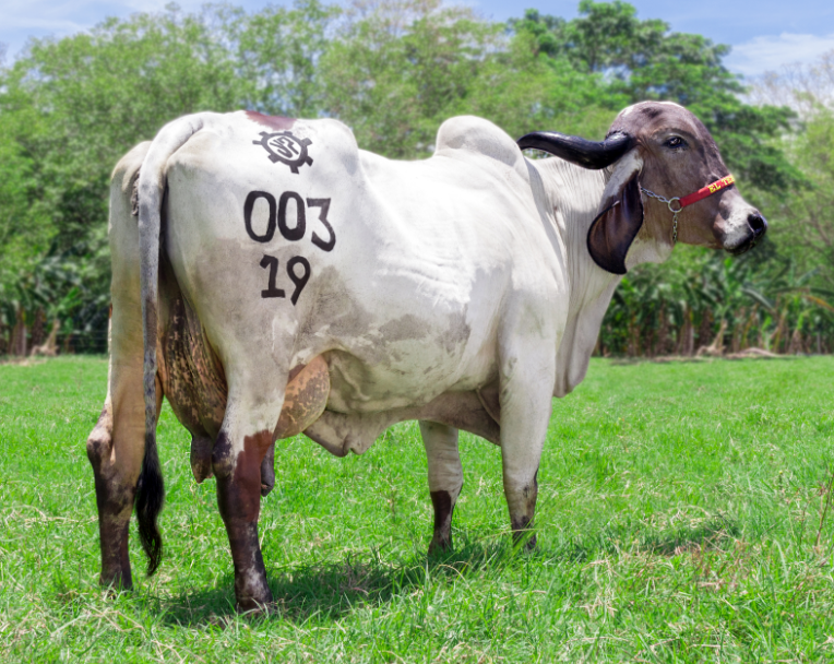 El Gyr lechero “Made In Brasil”