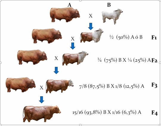 Cruzamientos: qué son y cómo se deben hacer de manera correcta