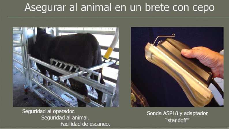 Carne bovina: uso de la ecografía para determinar calidad