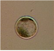 Enfermedades transmisibles por la técnica de transferencia de embriones