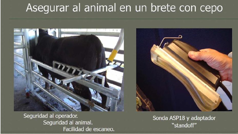 Carne bovina: uso de la ecografía para determinar calidad