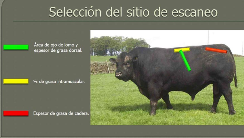 Carne bovina: uso de la ecografía para determinar calidad