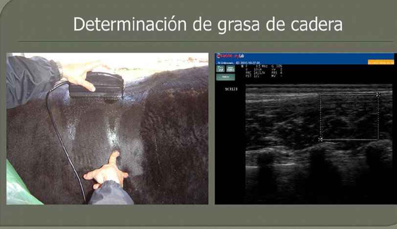 Carne bovina: uso de la ecografía para determinar calidad