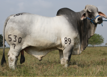evaluaciones andrológicas
