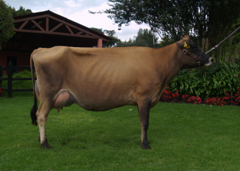 Las cojeras: enemigo “invisible” de la productividad y competitividad ganadera