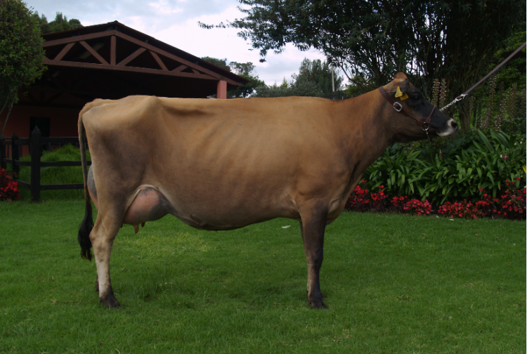 Las cojeras: enemigo “invisible” de la productividad y competitividad ganadera