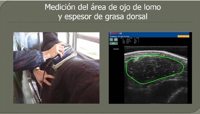 Carne bovina: uso de la ecografía para determinar calidad