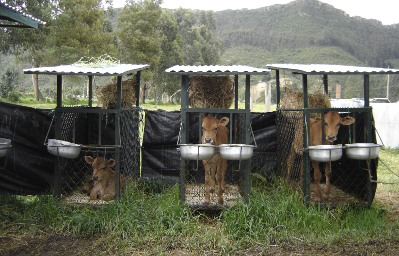 Carne bovina: uso de la ecografía para determinar calidad