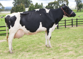 Eficiencia alimentaria e Índice de Fertilidad dentro del Índice de Desempeño Total (TPI)