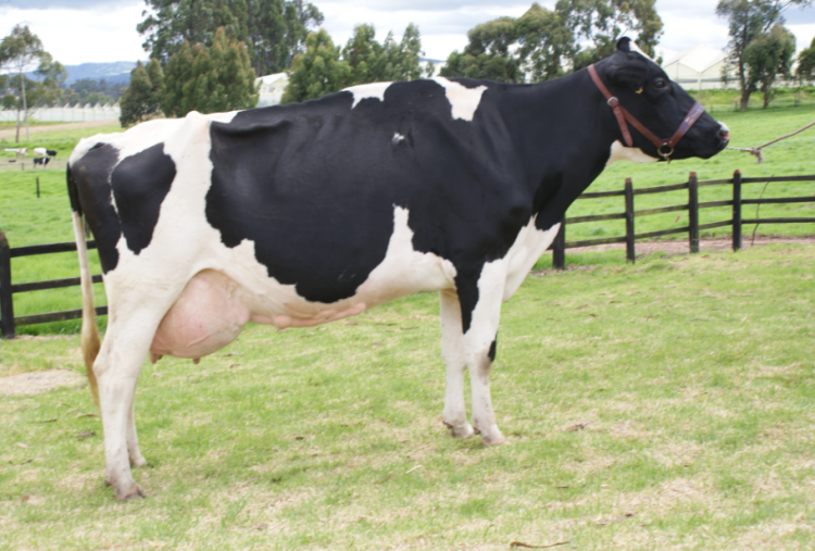 Eficiencia alimentaria e Índice de Fertilidad dentro del Índice de Desempeño Total (TPI)