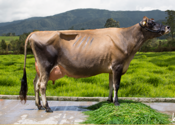 Ciclo estral, regulación después del parto