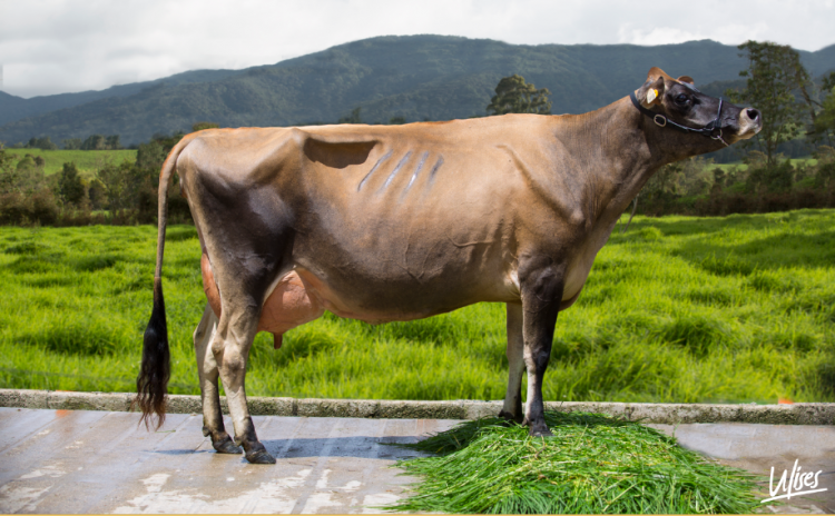 Ciclo estral, regulación después del parto