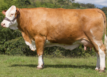 Pruebas de parentesco: qué son y para qué sirven