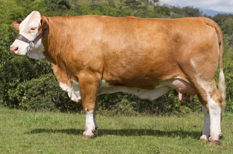 Pruebas de parentesco: qué son y para qué sirven