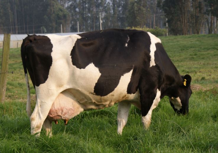 piel Activamente Desempacando Cuál es la vida productiva de una vaca lechera - Revista Genética Bovina  Colombiana