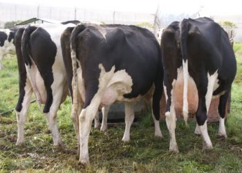 eficiencia reproductiva