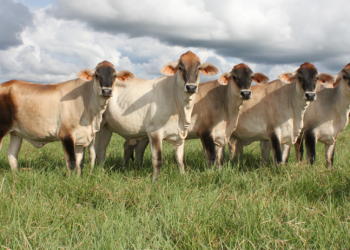 Enfermedad uterina posparto