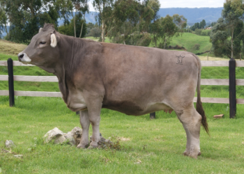 Producción bovina: uso estratégico de aminoácidos, minerales y vitaminas del complejo B inyectables