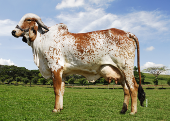 mejoramiento genético