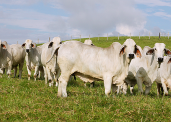 genotipificación bovina
