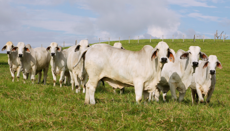 genotipificación bovina
