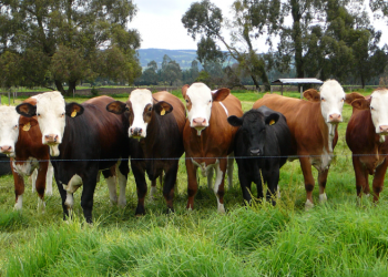 Ciclicidad en la hembra bovina
