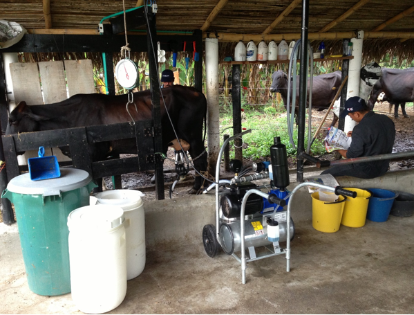 La importancia de la automatización de ordeño en la lechería del trópico bajo