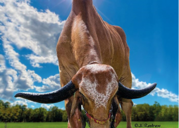 Desarrollo de la producción de leche en el trópico bajo en Colombia