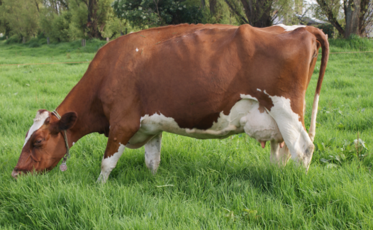 índices reproductivos