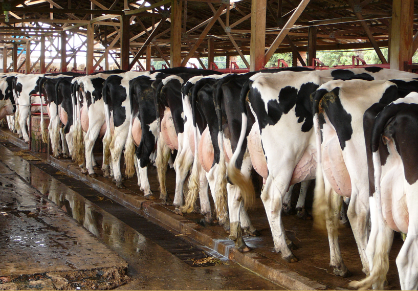 enfermedad uterina posparto