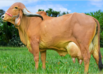 El Gyr lechero “Made In Brasil”