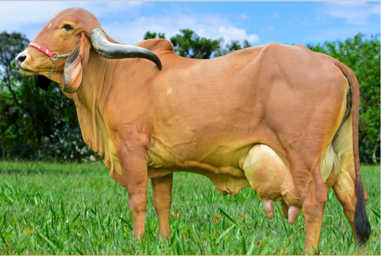 El Gyr lechero “Made In Brasil”