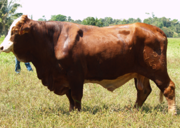 biotecnologías reproductivas