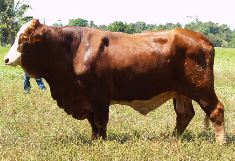 biotecnologías reproductivas