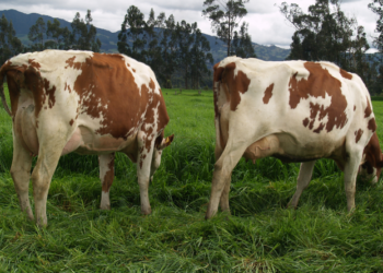 retención de placenta