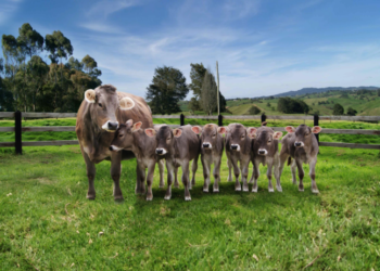Inseminación artificial a tiempo fijo