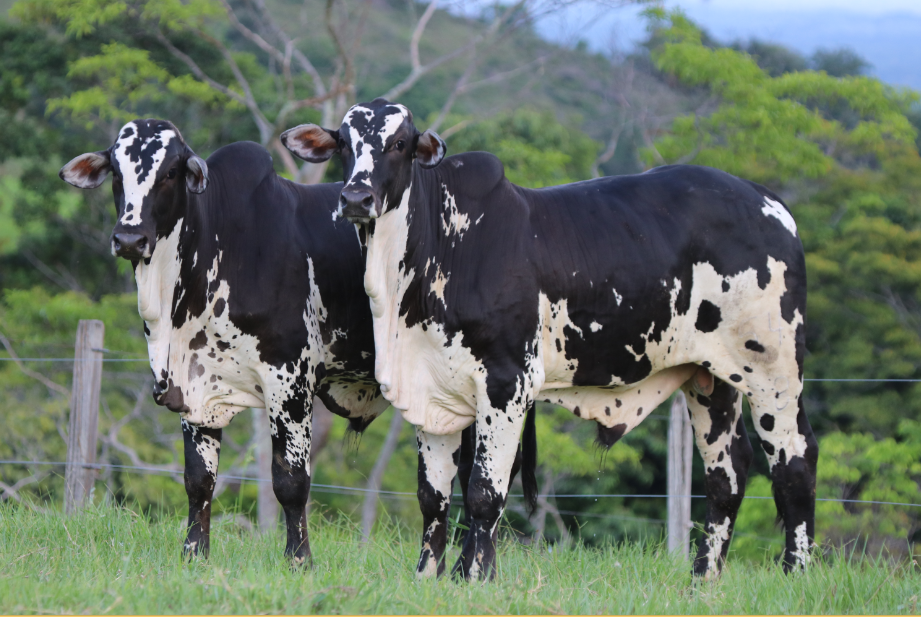 Nelore pinto: Ganaderia La Sánchez