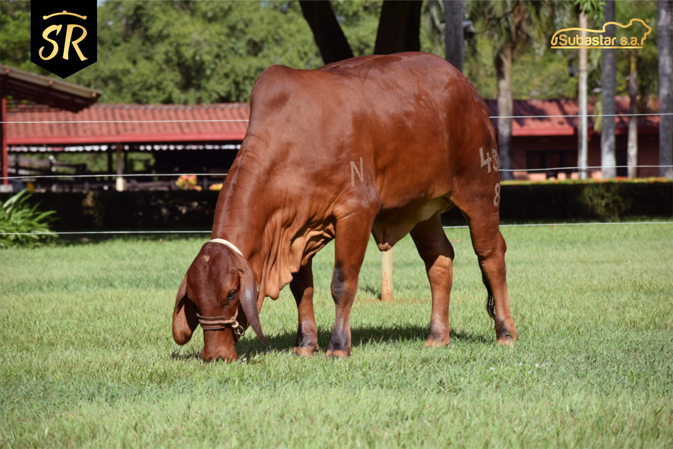 Ganadería San Rafael