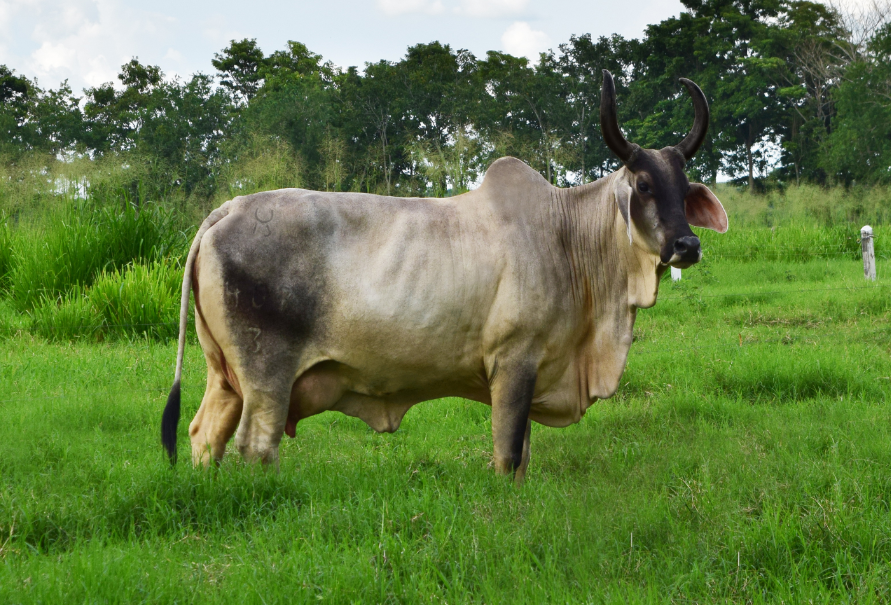 córdoba sin fronteras