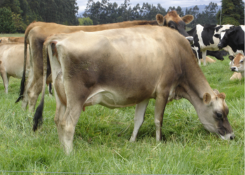 Celo: factores en su detección