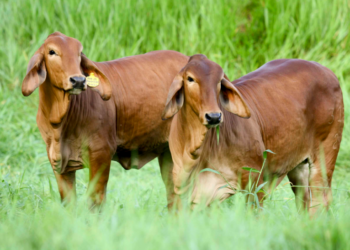 Preñez: detección temprana