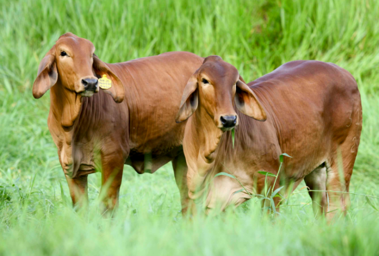 Preñez: detección temprana