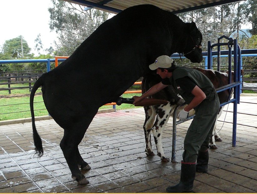 Evaluaciones andrológicas