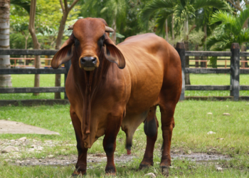 evaluaciones andrológicas