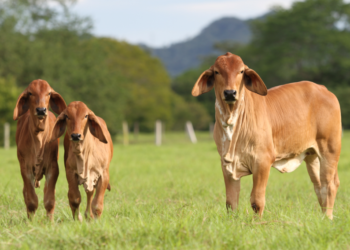 Monta estacionaria, estación de monta o temporada de monta
