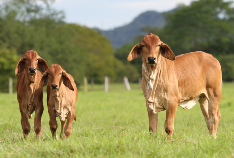 Monta estacionaria, estación de monta o temporada de monta