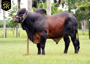 Ganadería San Rafael