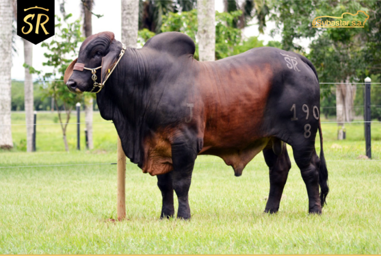 Ganadería San Rafael