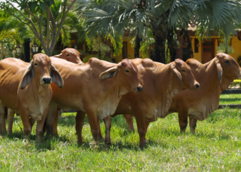 Quistes ováricos, luteosis y endometritis