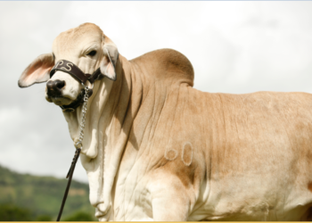 Indigestión fermentativa en ganado cebú